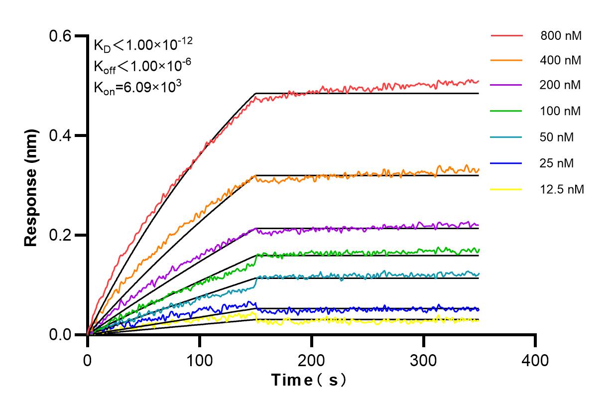Affinity and Kinetic Characterization of 98231-1-RR
