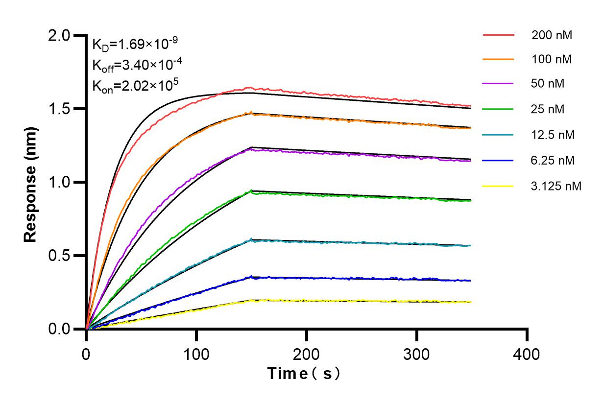 Affinity and Kinetic Characterization of 98244-1-RR