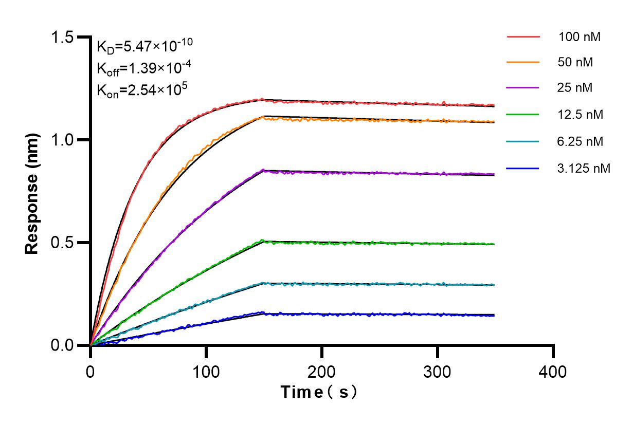 Affinity and Kinetic Characterization of 98258-1-RR