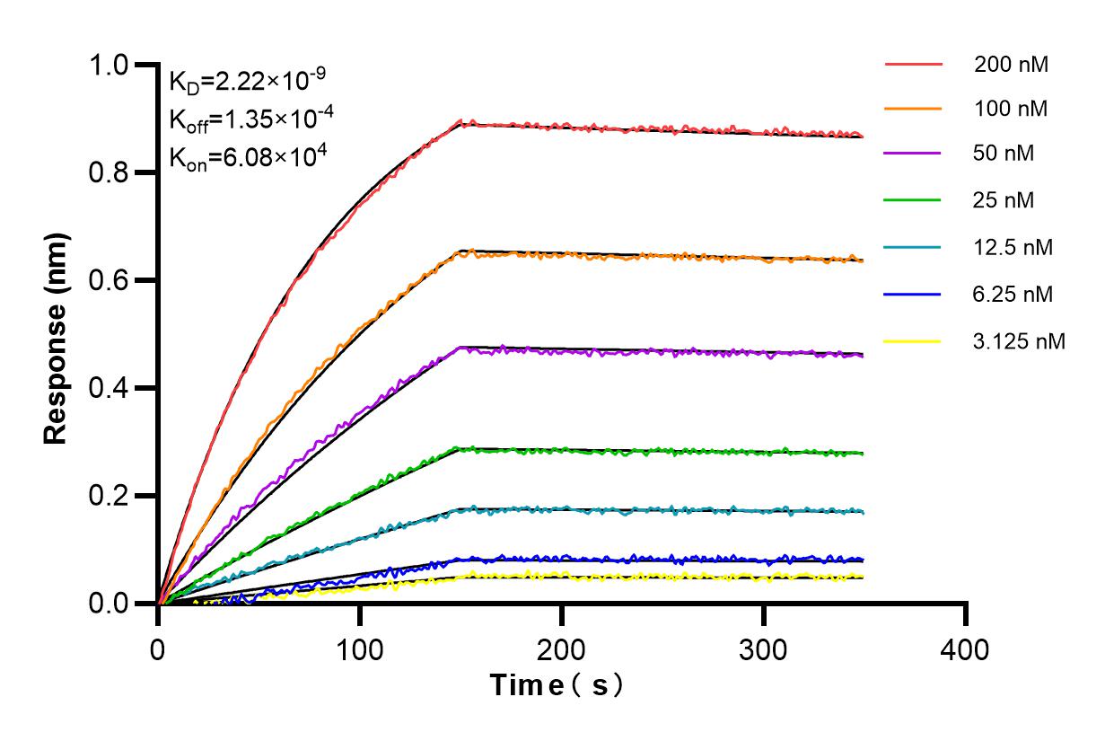 Affinity and Kinetic Characterization of 98261-1-RR