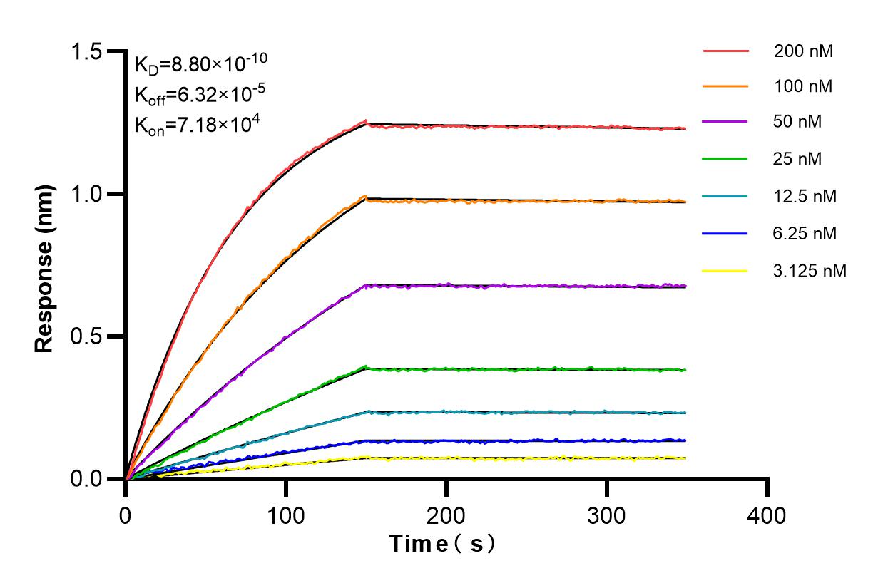 Affinity and Kinetic Characterization of 98272-1-RR