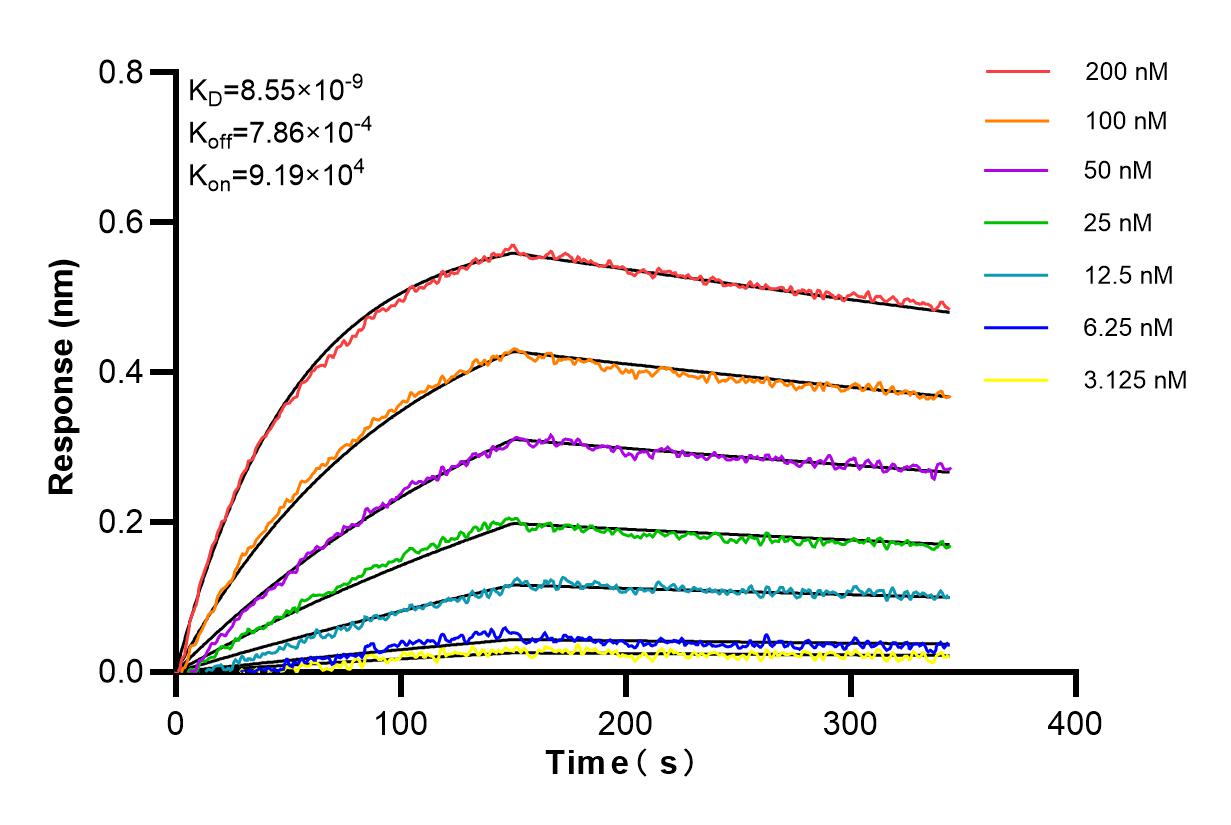 Affinity and Kinetic Characterization of 98344-1-RR