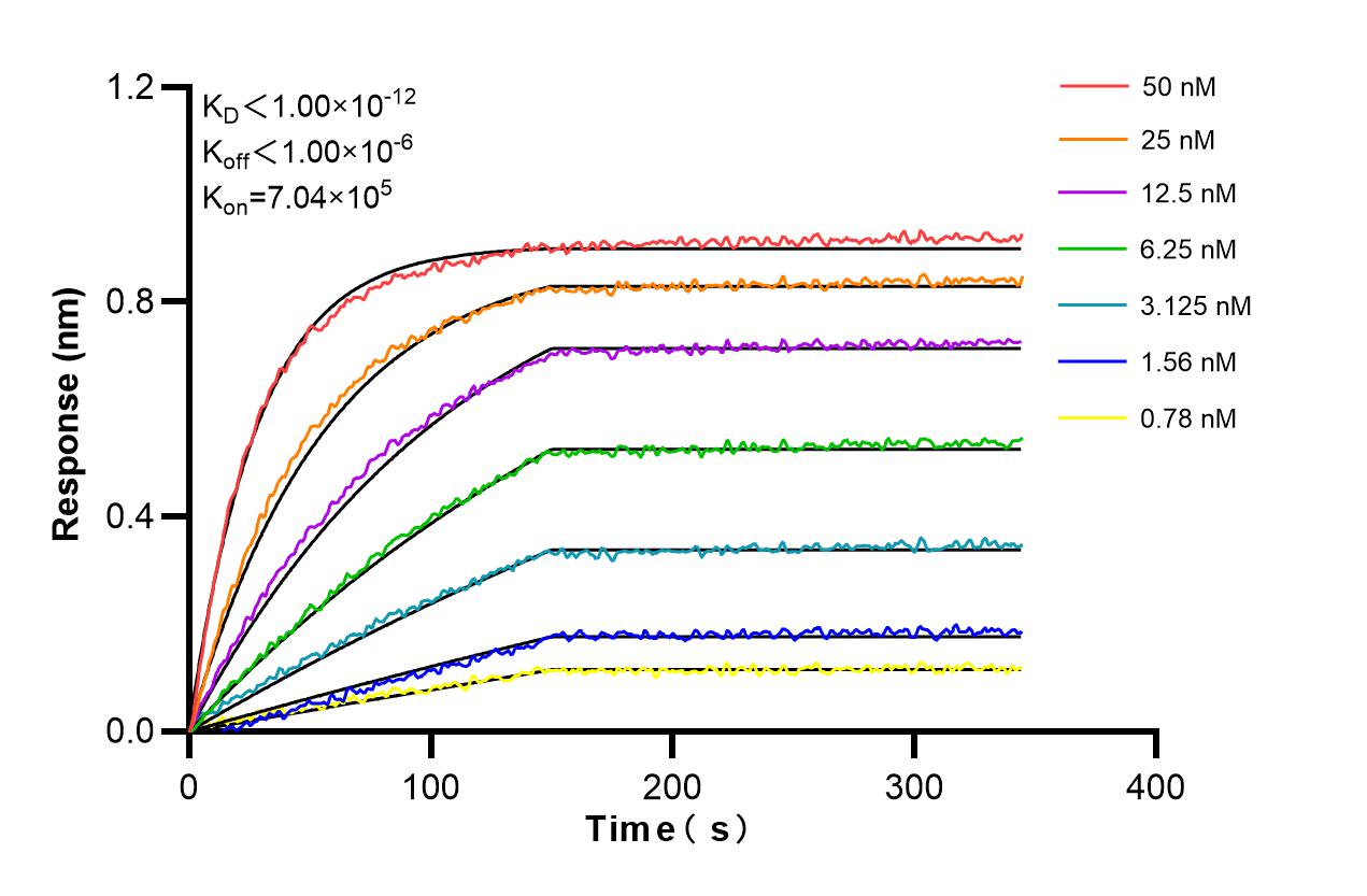 Affinity and Kinetic Characterization of 98348-1-RR