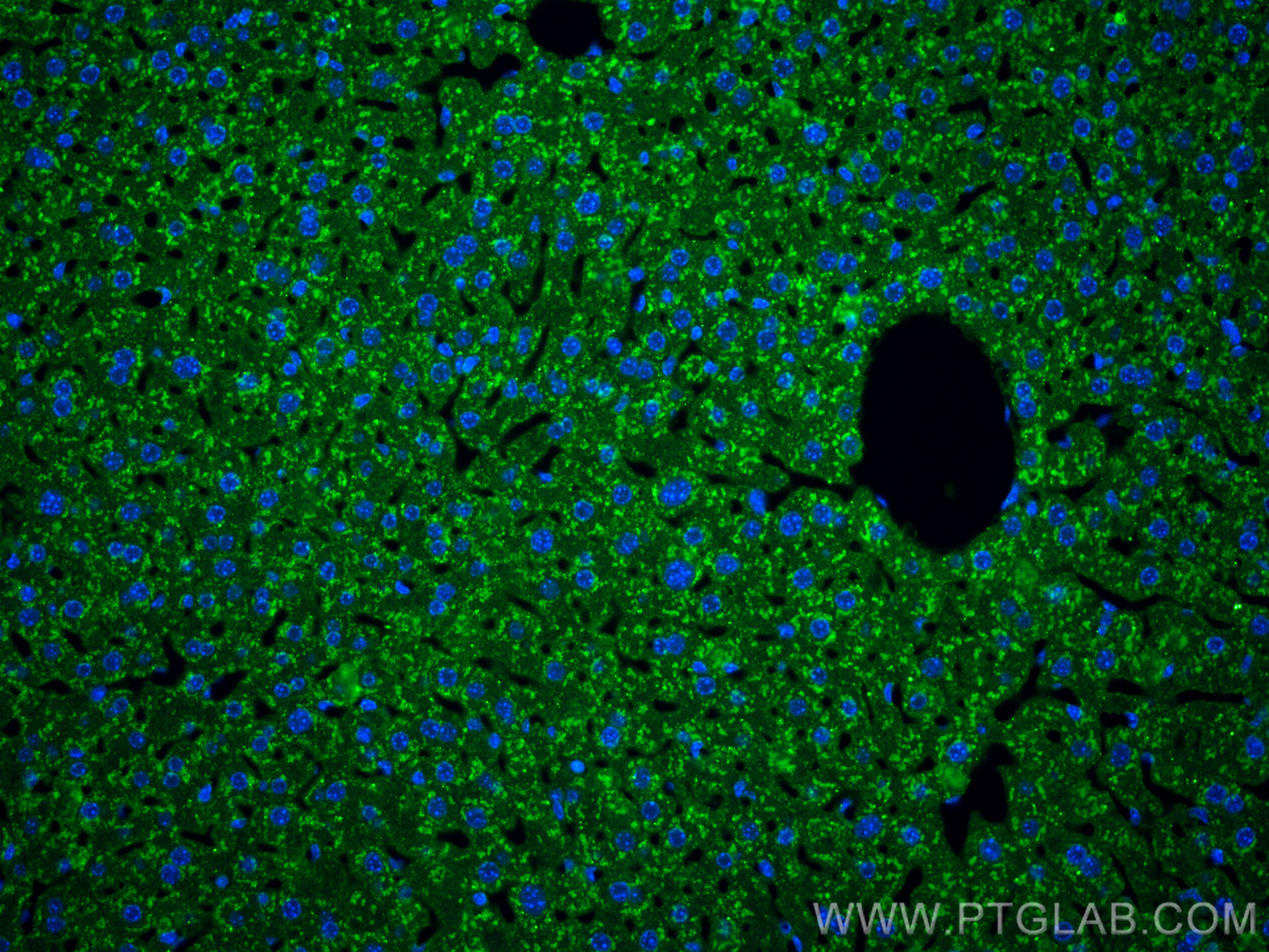 Immunofluorescence (IF) / fluorescent staining of mouse liver tissue using Albumin Recombinant antibody (82783-6-RR)