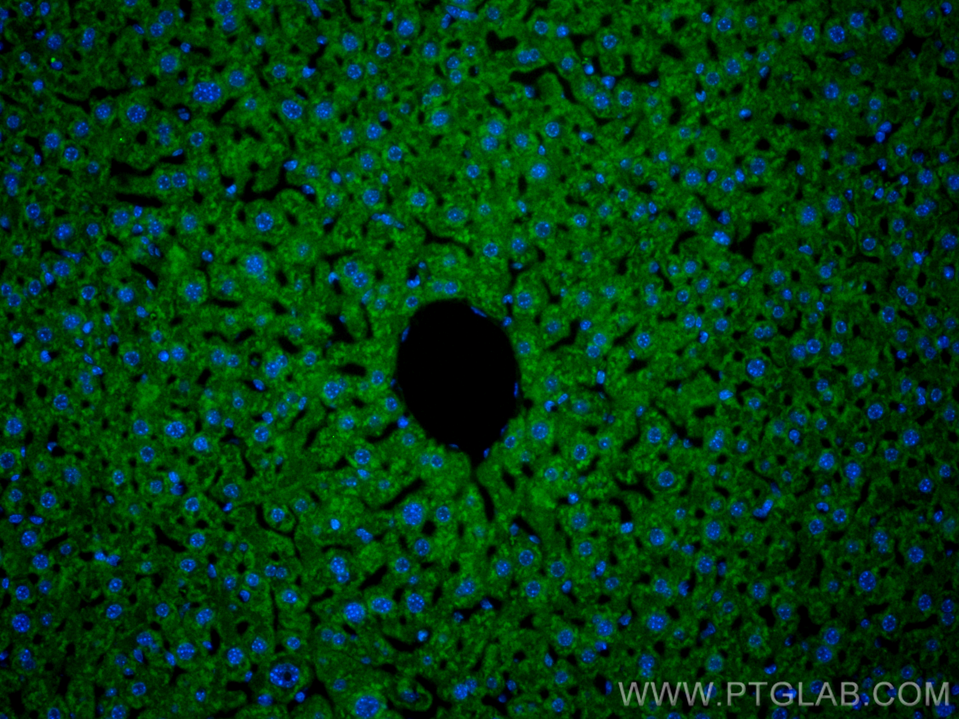 Immunofluorescence (IF) / fluorescent staining of mouse liver tissue using CoraLite® Plus 488-conjugated Albumin Recombinant  (CL488-82783-6)