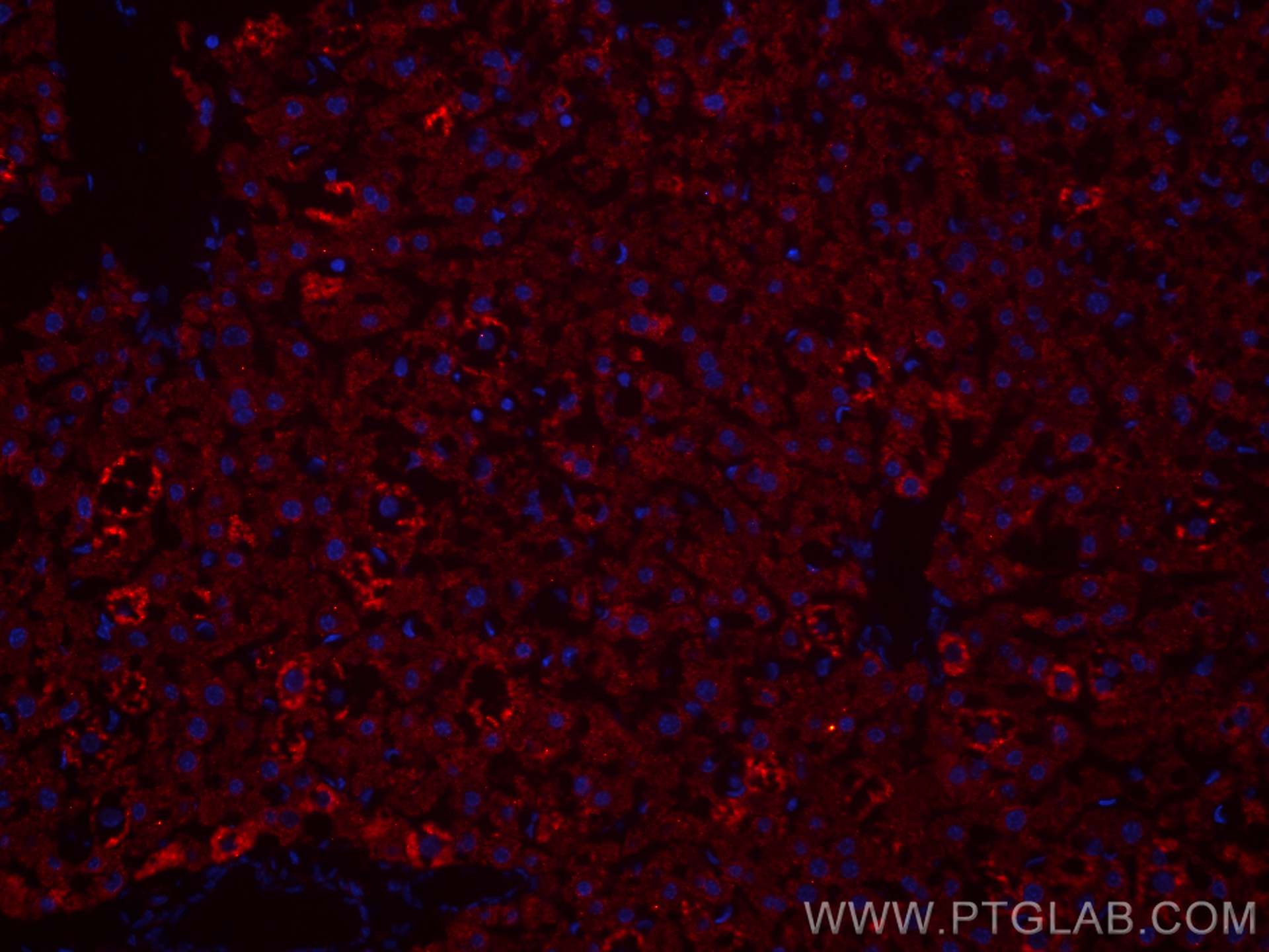 Immunofluorescence (IF) / fluorescent staining of mouse liver tissue using CoraLite®594-conjugated Albumin Monoclonal antibod (CL594-66051)