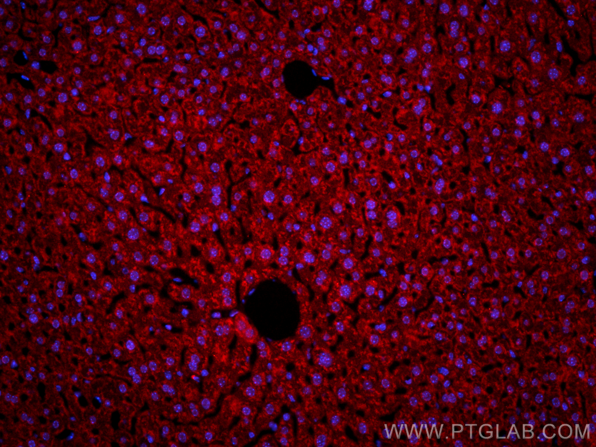 Immunofluorescence (IF) / fluorescent staining of mouse liver tissue using CoraLite®594-conjugated Albumin Recombinant antibo (CL594-82783-6)