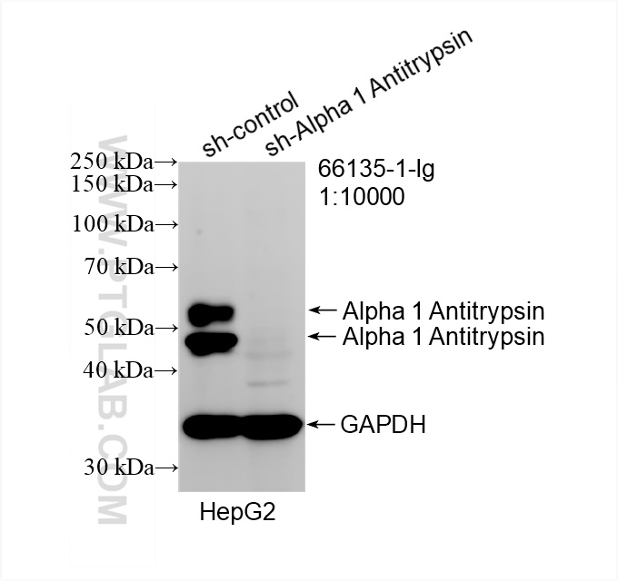 Western Blot (WB) analysis of HepG2 cells using Alpha 1 Antitrypsin Monoclonal antibody (66135-1-Ig)