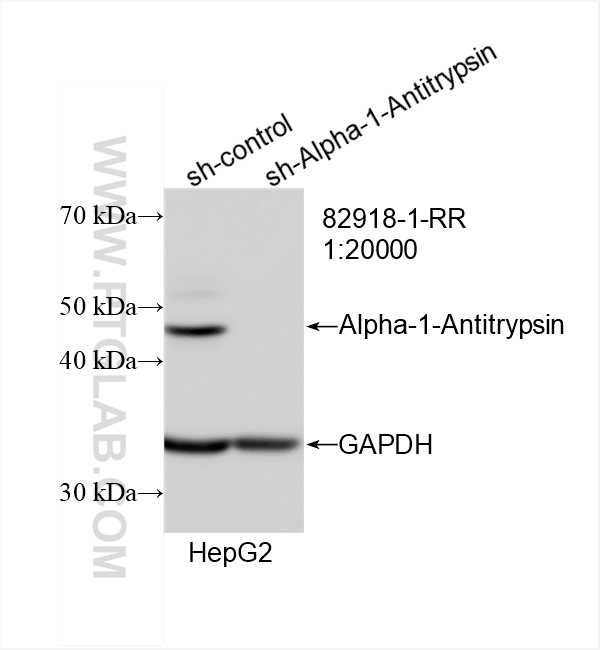 Western Blot (WB) analysis of HepG2 cells using Alpha-1-Antitrypsin Recombinant antibody (82918-1-RR)