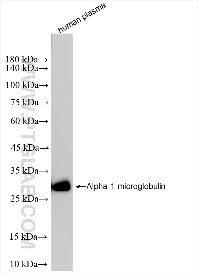 Western Blot (WB) analysis of human plasma using Alpha-1-microglobulin Recombinant antibody (83678-3-RR)