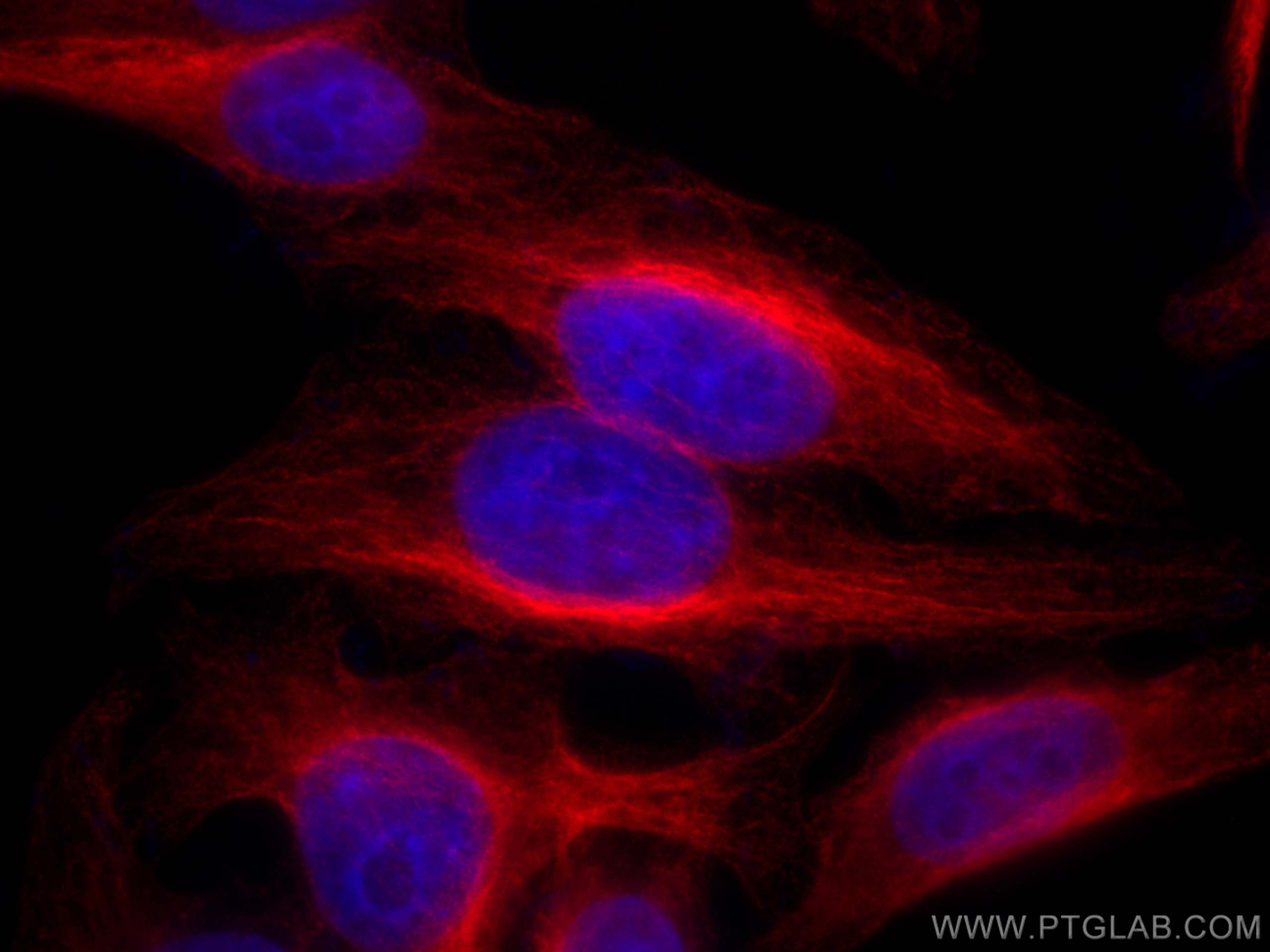 Immunofluorescence (IF) / fluorescent staining of HepG2 cells using CoraLite®594-conjugated Alpha Tubulin Recombinant  (CL594-80762)