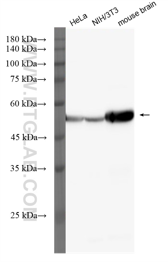 Western Blot (WB) analysis of various lysates using HRP-conjugated Alpha Tubulin Recombinant antibody (HRP-80762)