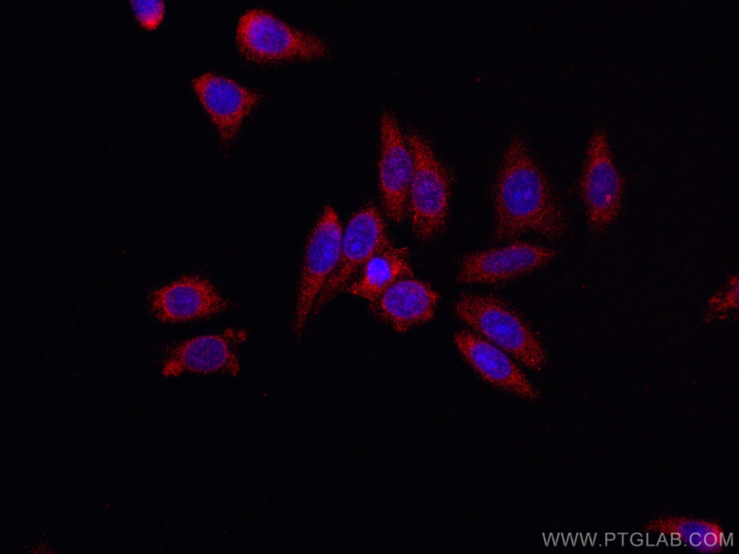 Immunofluorescence (IF) / fluorescent staining of HepG2 cells using CoraLite®594-conjugated Alpha Galactosidase A Mono (CL594-66121)