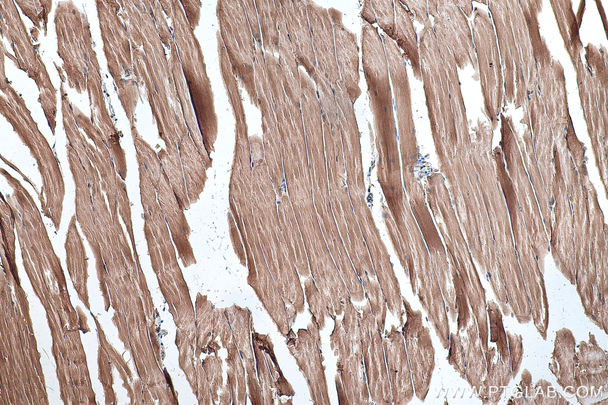 Immunohistochemistry (IHC) staining of mouse skeletal muscle tissue using Alpha Sarcoglycan Monoclonal antibody (67078-1-Ig)