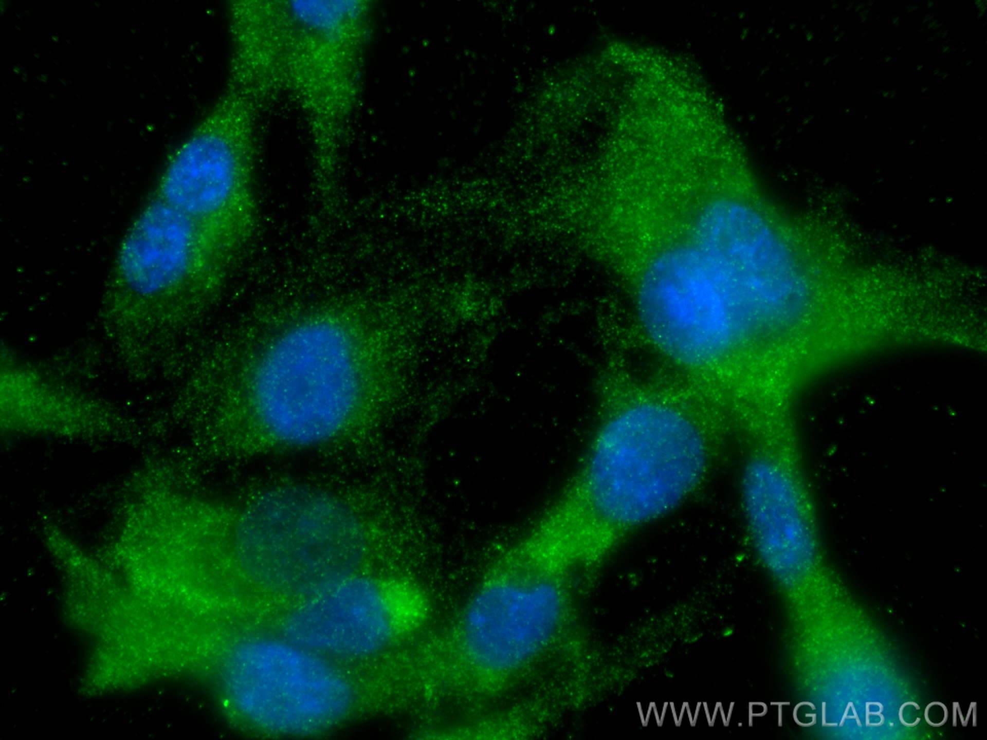 Immunofluorescence (IF) / fluorescent staining of HUVEC cells using Angiopoietin 1 Monoclonal antibody (68618-1-Ig)