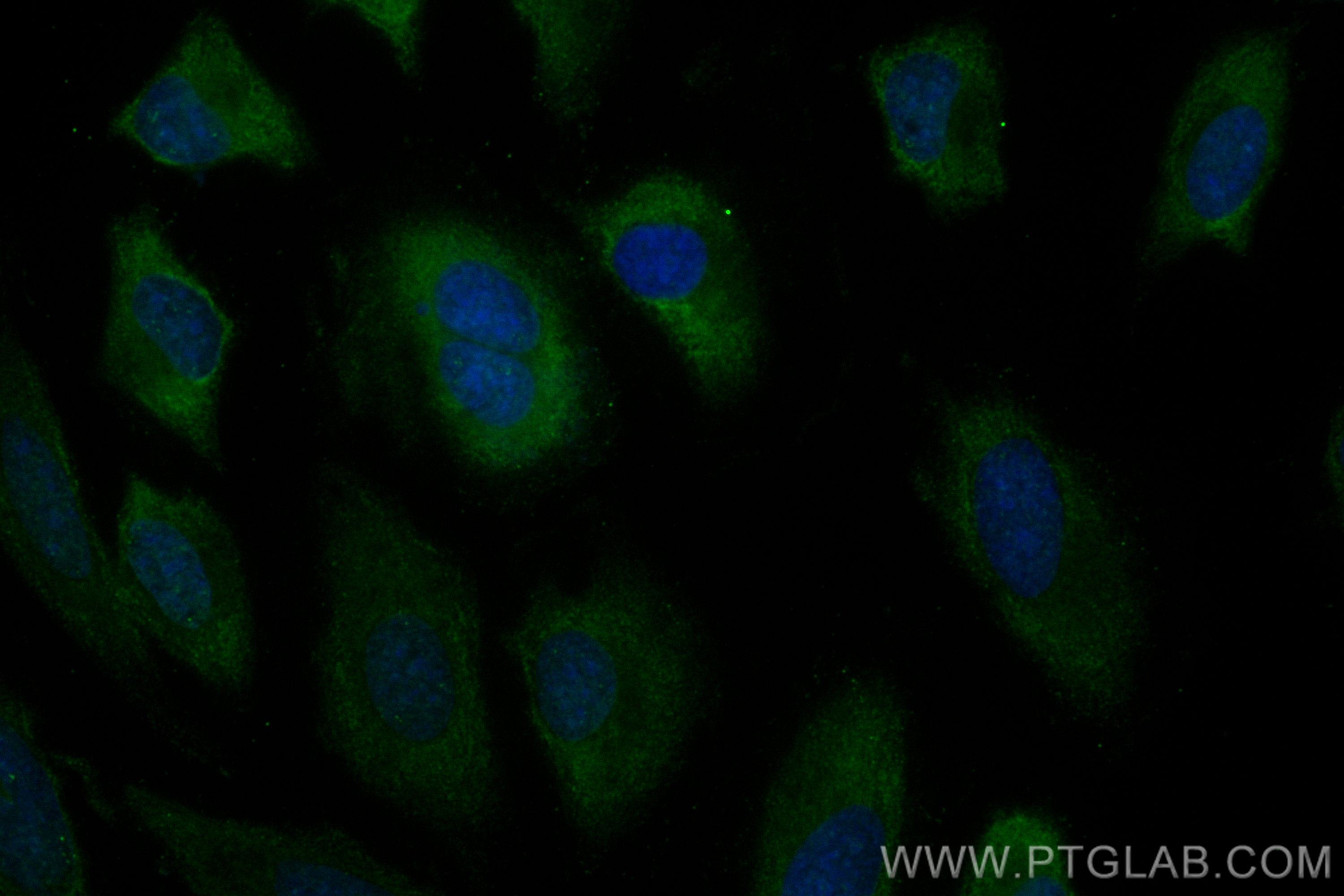 Immunofluorescence (IF) / fluorescent staining of HeLa cells using CoraLite® Plus 488-conjugated Angiopoietin 1 Monoc (CL488-68618)