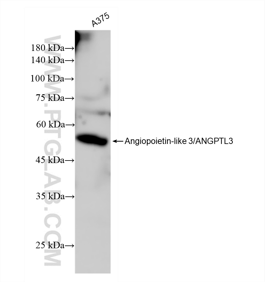 Western Blot (WB) analysis of A375 cells using Angiopoietin-like 3/ANGPTL3 Recombinant antibody (83165-3-RR)