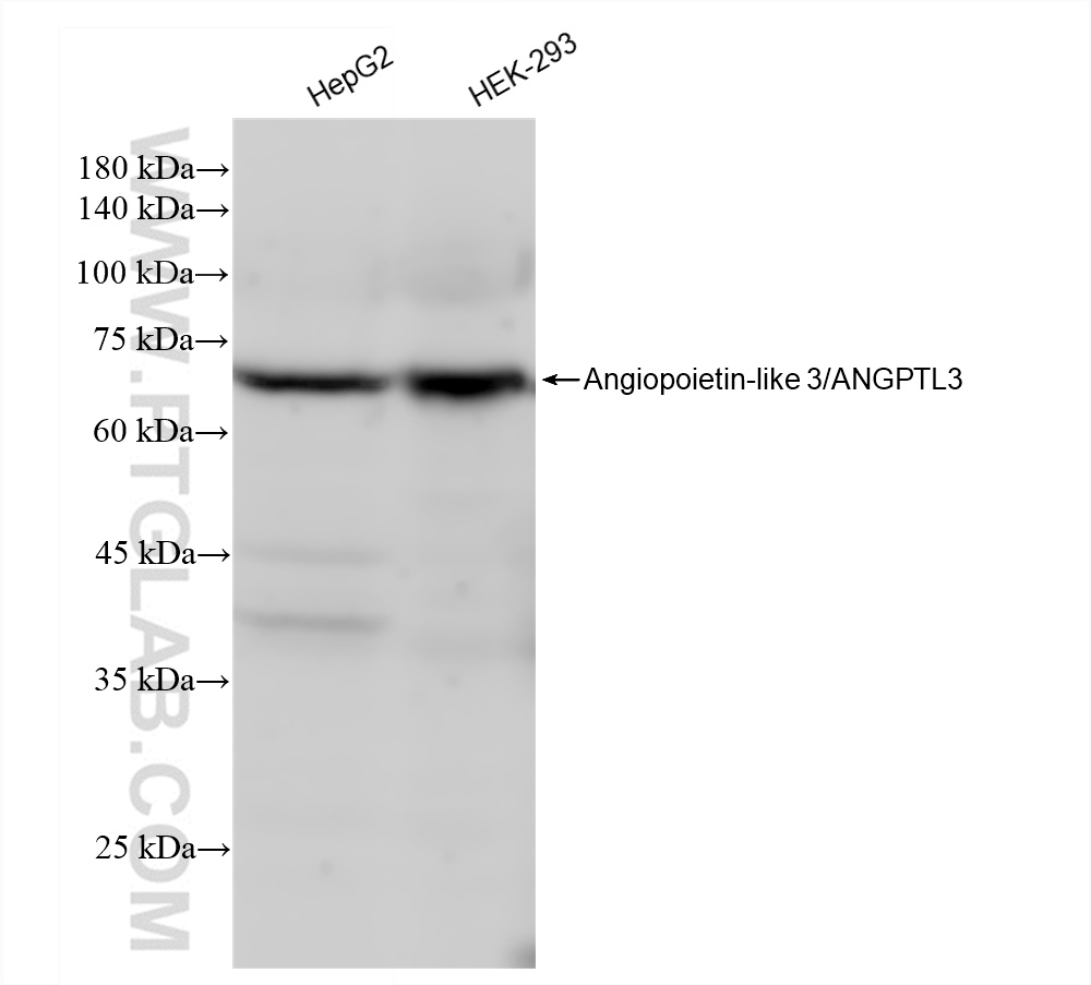 Western Blot (WB) analysis of various lysates using Angiopoietin-like 3/ANGPTL3 Recombinant antibody (83165-3-RR)