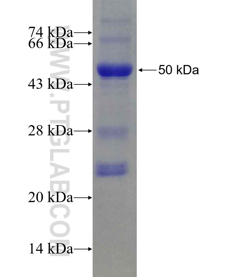 Angptl4 fusion protein Ag21514 SDS-PAGE