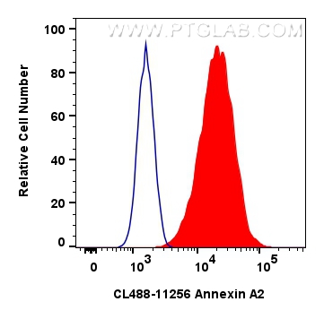 Flow cytometry (FC) experiment of HeLa cells using CoraLite® Plus 488-conjugated Annexin A2 Polyclona (CL488-11256)