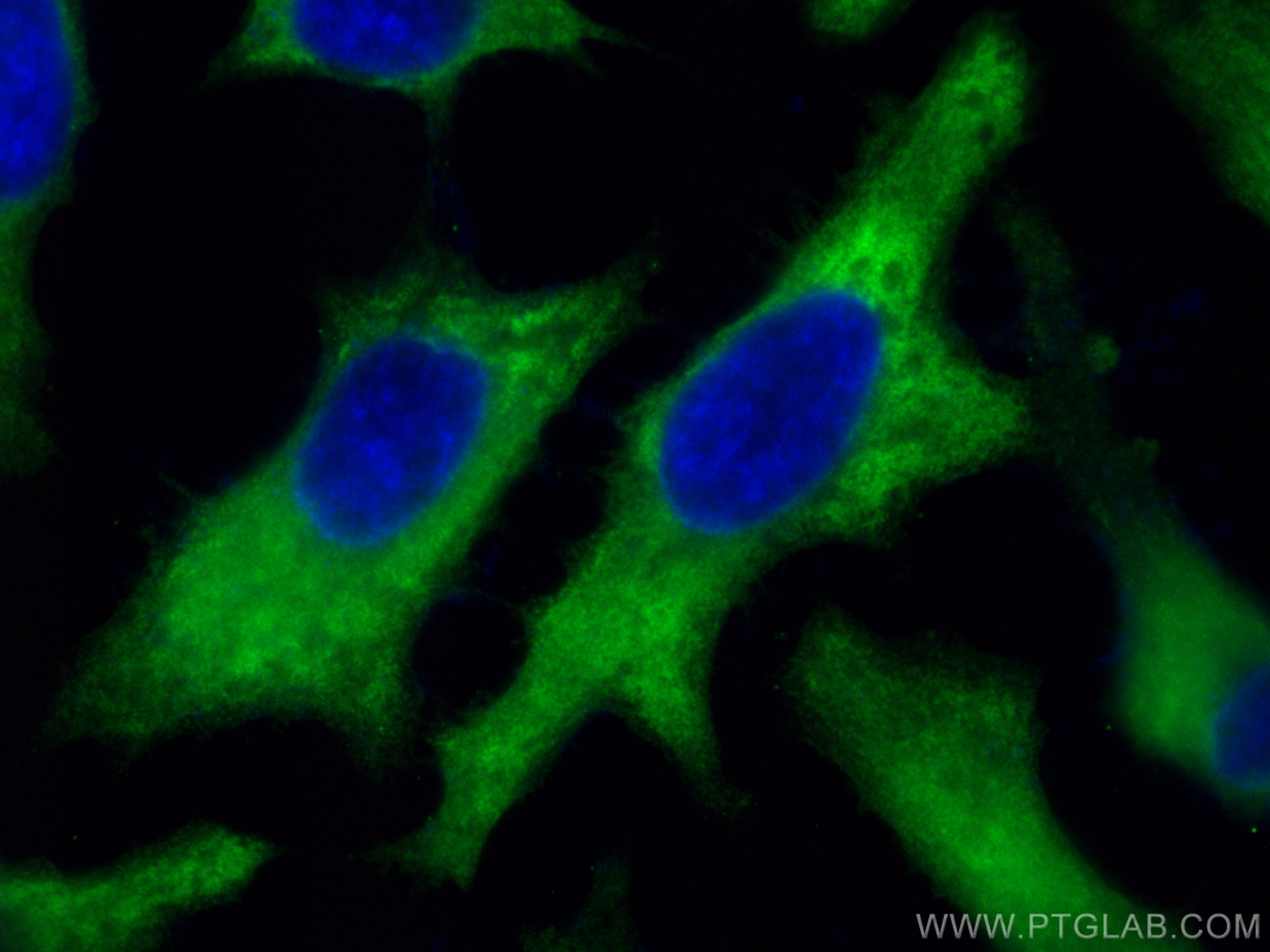 Immunofluorescence (IF) / fluorescent staining of HeLa cells using CoraLite® Plus 488-conjugated Annexin A2 Polyclona (CL488-11256)