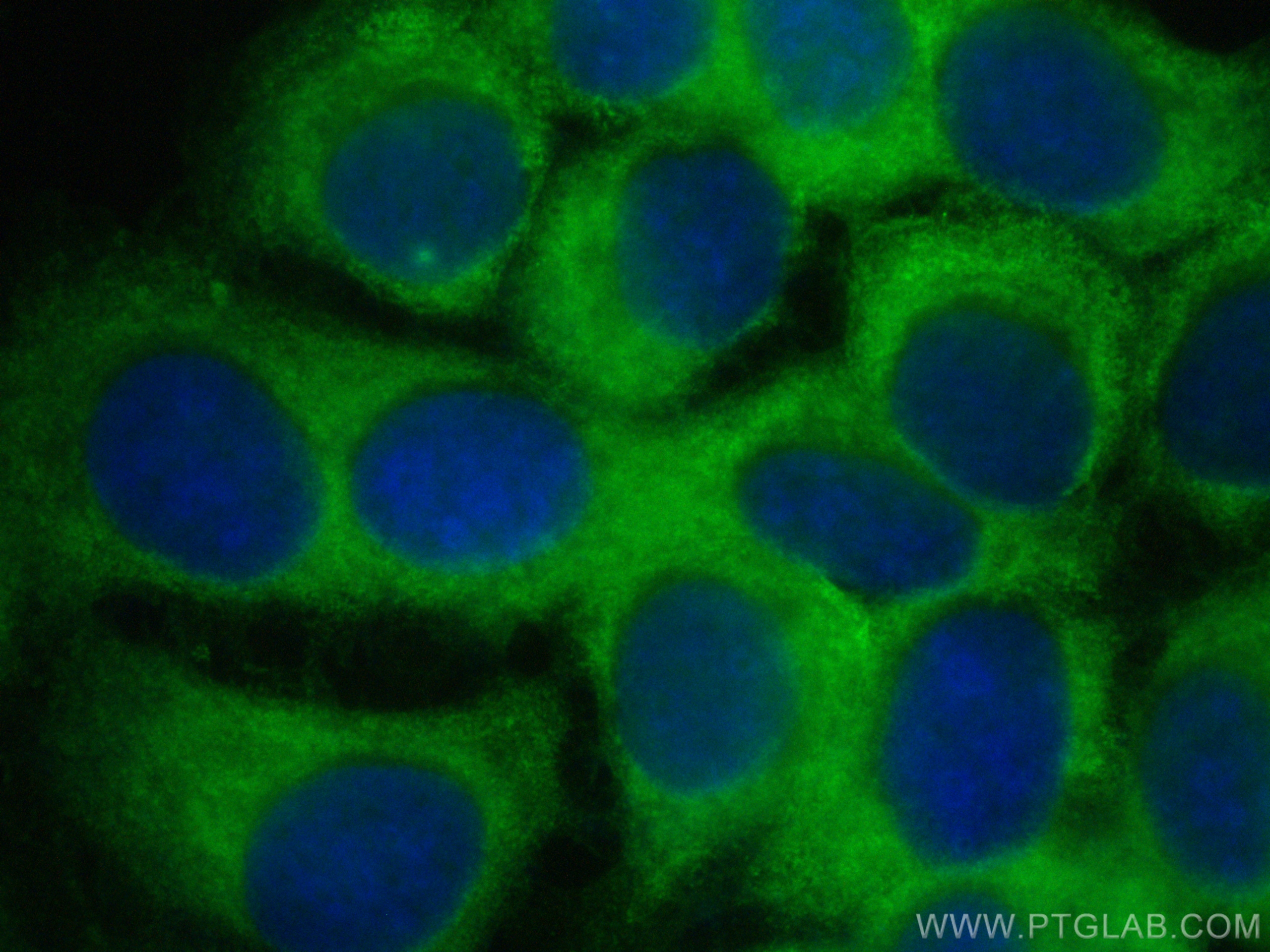 Immunofluorescence (IF) / fluorescent staining of MCF-7 cells using CoraLite® Plus 488-conjugated Annexin A2 Polyclona (CL488-11256)