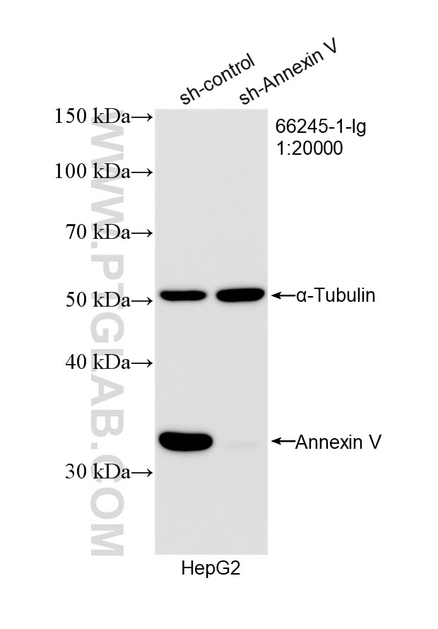 Western Blot (WB) analysis of HepG2 cells using Annexin V Monoclonal antibody (66245-1-Ig)