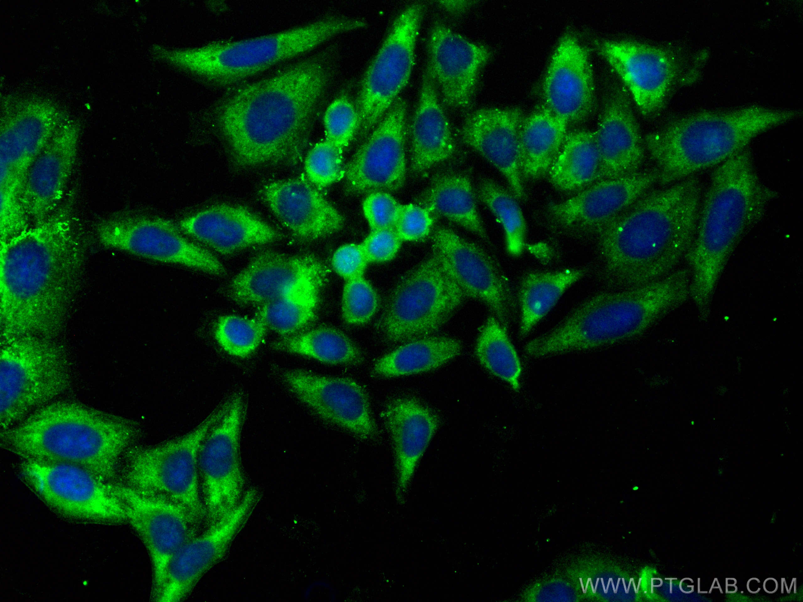 Immunofluorescence (IF) / fluorescent staining of HepG2 cells using CoraLite® Plus 488-conjugated Apolipoprotein A II  (CL488-16845)