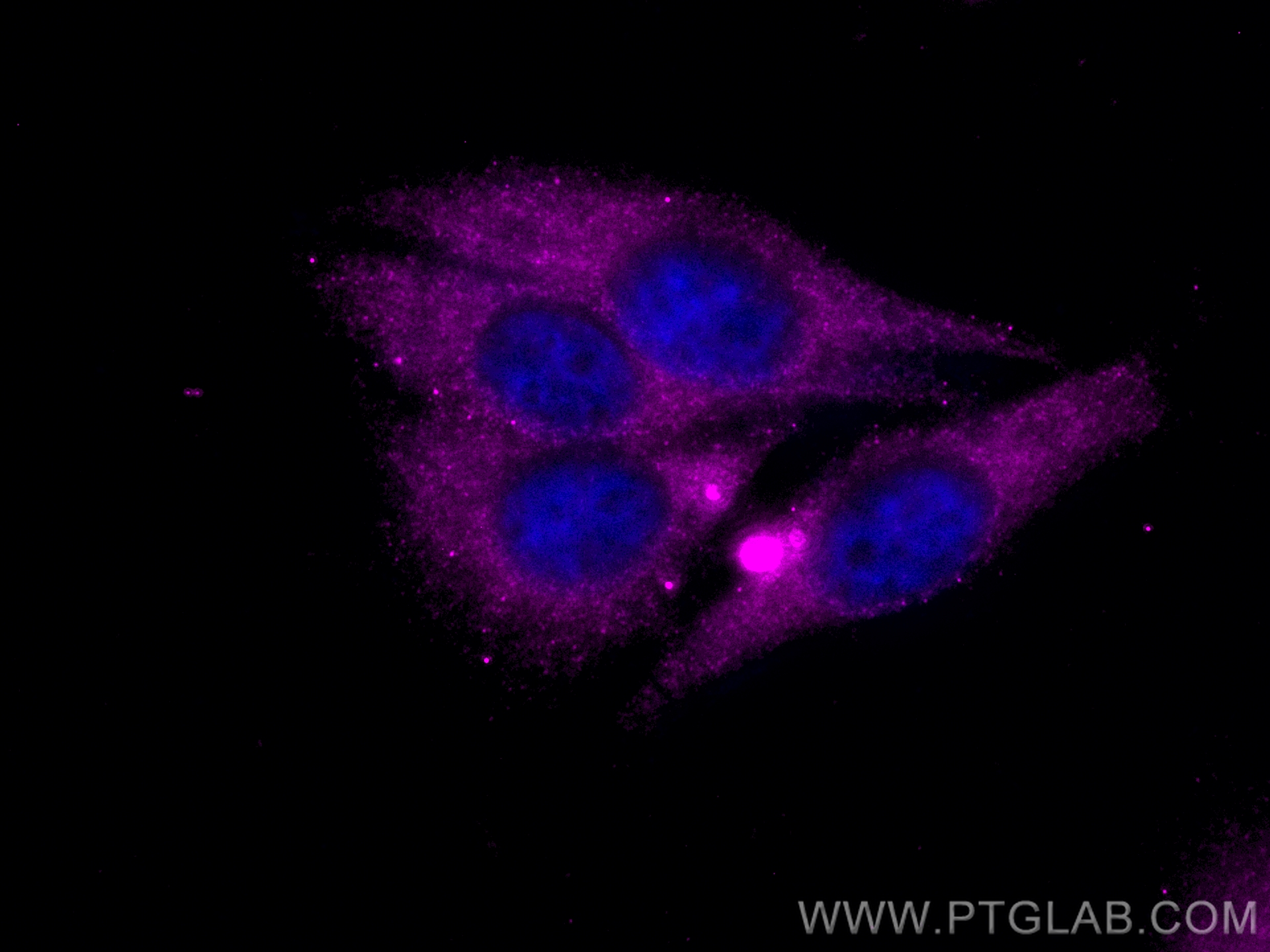 Immunofluorescence (IF) / fluorescent staining of HepG2 cells using CoraLite® Plus 647-conjugated Apolipoprotein AI Po (CL647-14427)