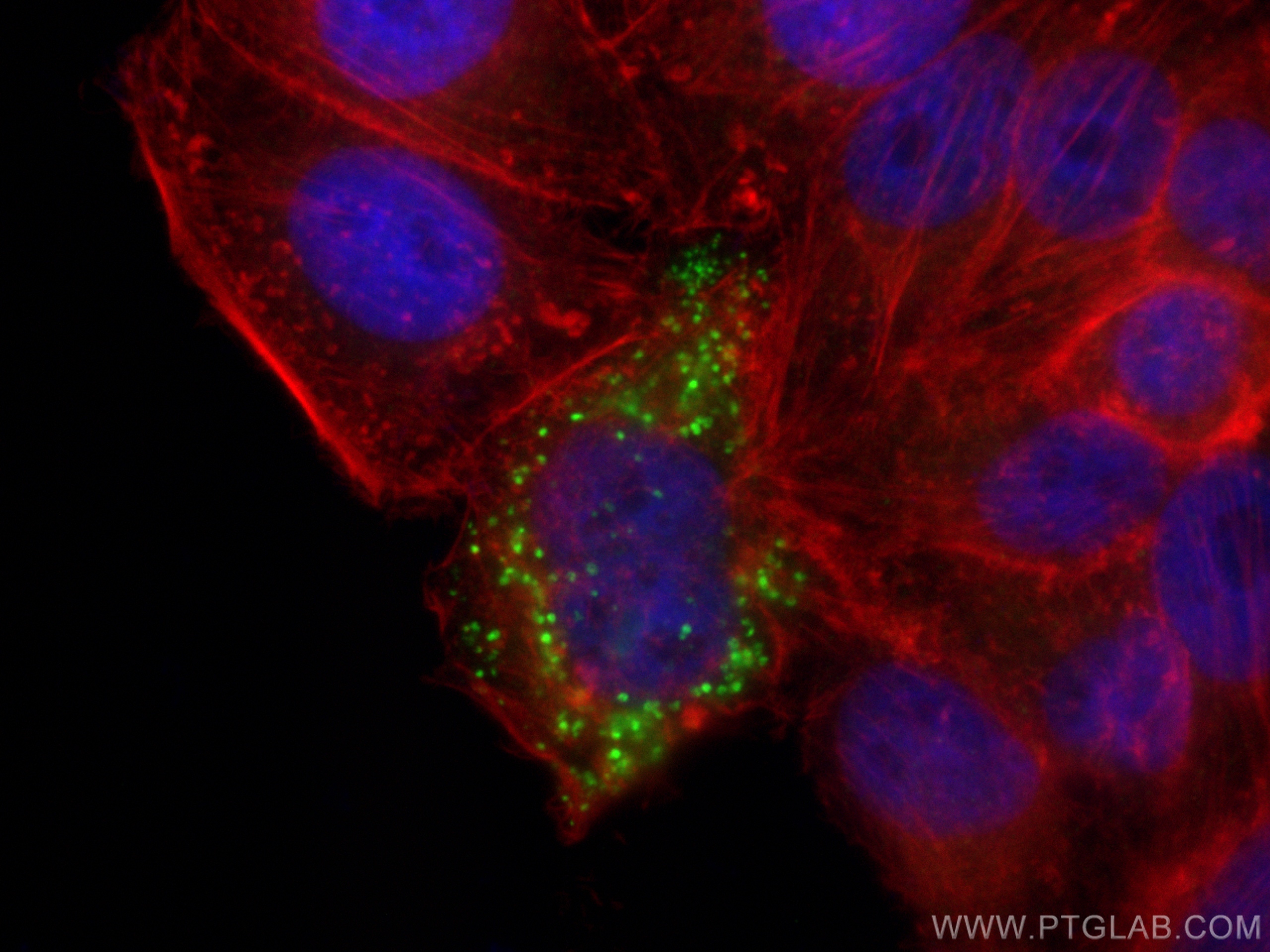 Immunofluorescence (IF) / fluorescent staining of HepG2 cells using Apolipoprotein E Polyclonal antibody (31454-1-AP)