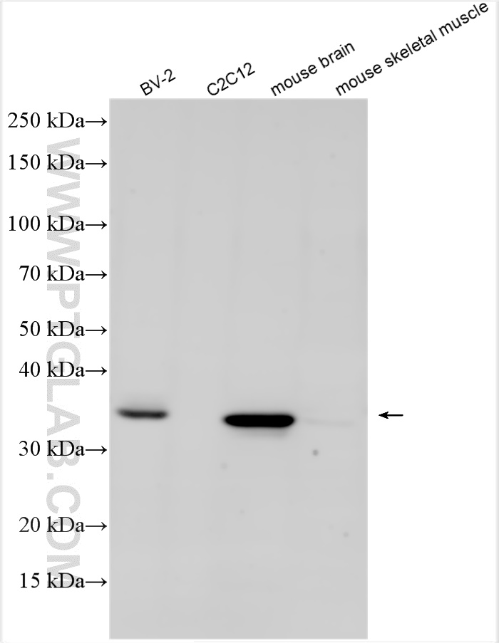 Western Blot (WB) analysis of various lysates using Apolipoprotein E Polyclonal antibody (31454-1-AP)