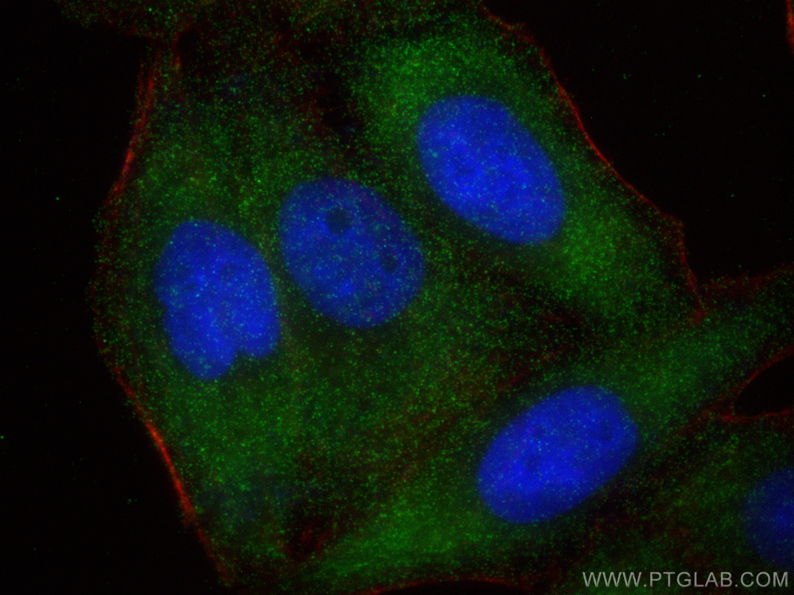 Immunofluorescence (IF) / fluorescent staining of HepG2 cells using Apolipoprotein E Recombinant antibody (83728-4-RR)