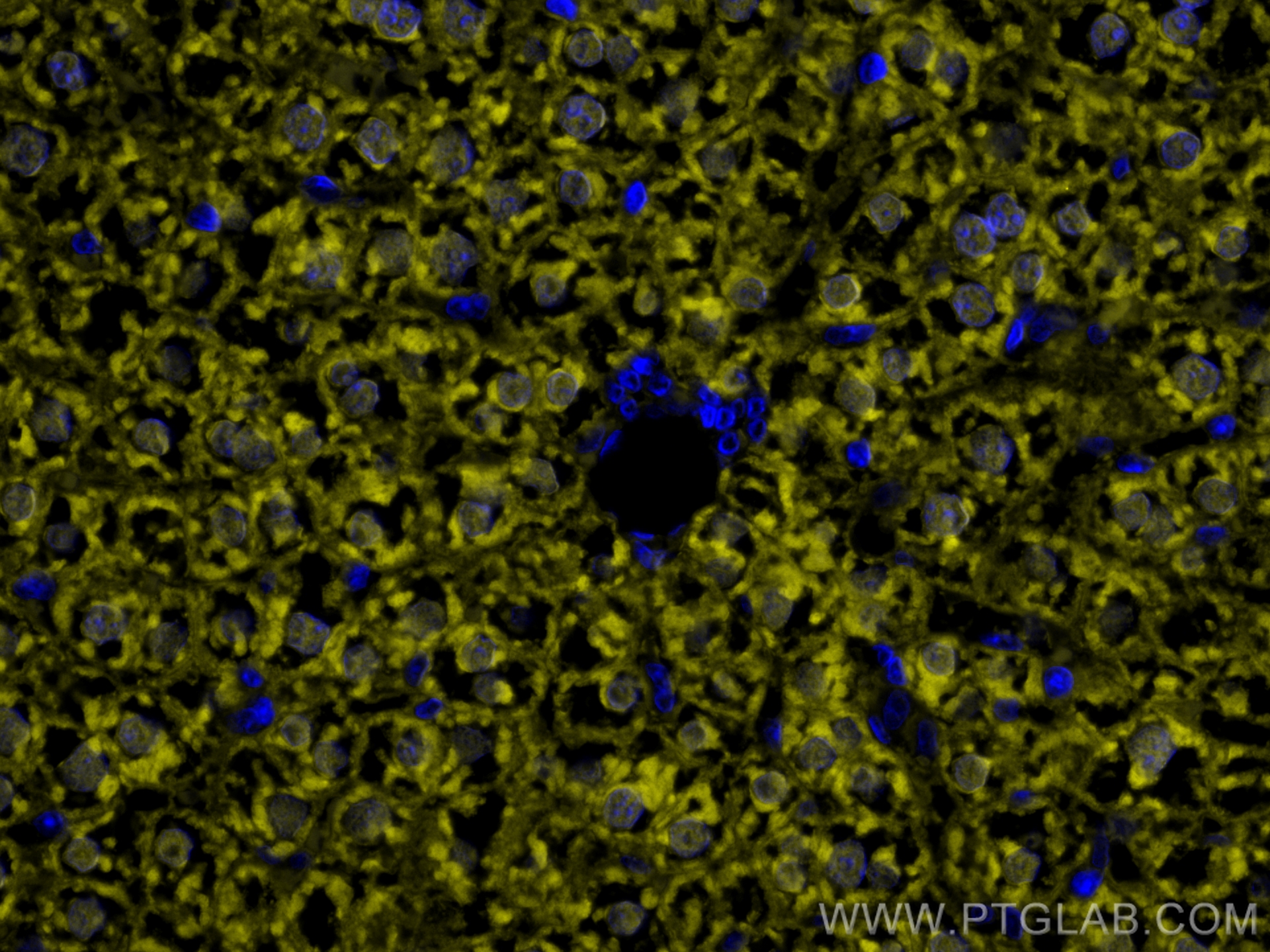 Immunofluorescence (IF) / fluorescent staining of rat liver tissue using CoraLite®532-conjugated Arginase-1 Monoclonal anti (CL532-66129)