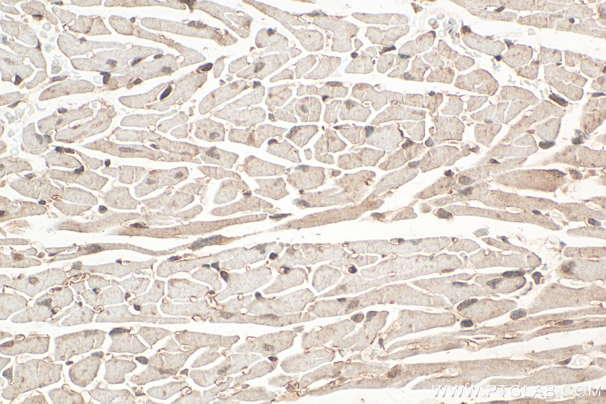 Immunohistochemistry (IHC) staining of mouse heart tissue using Atox1 Polyclonal antibody (31090-1-AP)