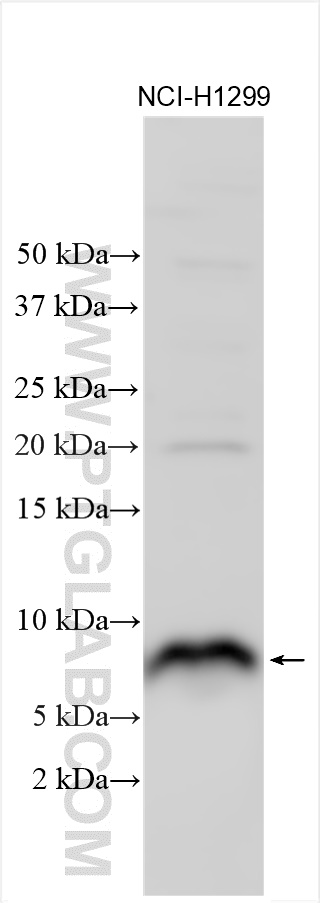 Western Blot (WB) analysis of various lysates using Atox1 Polyclonal antibody (31090-1-AP)