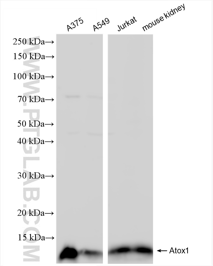 Western Blot (WB) analysis of various lysates using Atox1 Recombinant antibody (84305-1-RR)