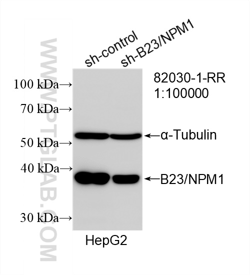 Western Blot (WB) analysis of HepG2 cells using B23/NPM1 Recombinant antibody (82030-1-RR)