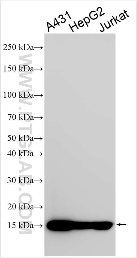 Western Blot (WB) analysis of various lysates using Beta-2-Microglobulin Polyclonal antibody (13511-1-AP)