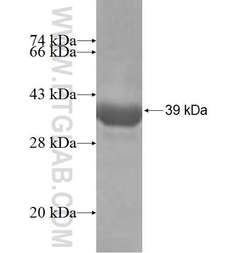 B3GALTL fusion protein Ag6474 SDS-PAGE