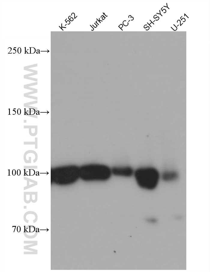 Western Blot (WB) analysis of various lysates using B3GAT1 Monoclonal antibody (66711-1-Ig)