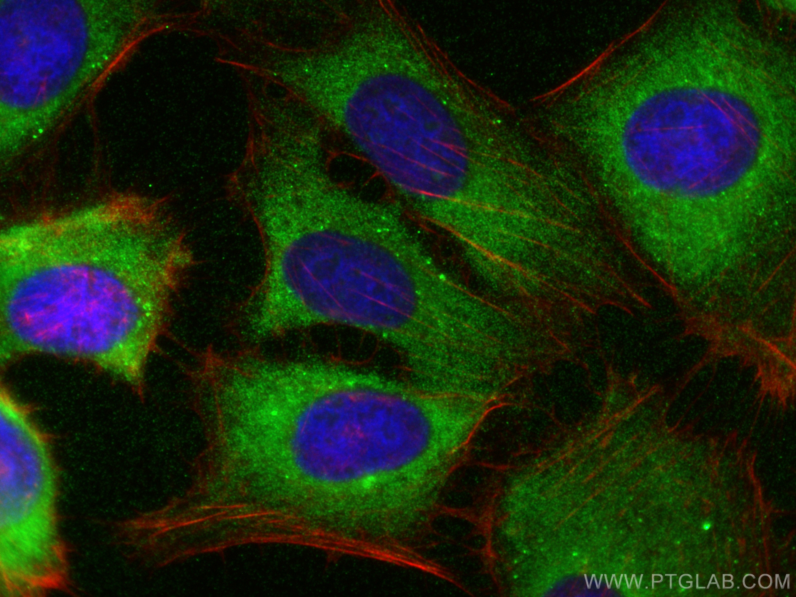 Immunofluorescence (IF) / fluorescent staining of U2OS cells using B3GNT3 Polyclonal antibody (18098-1-AP)