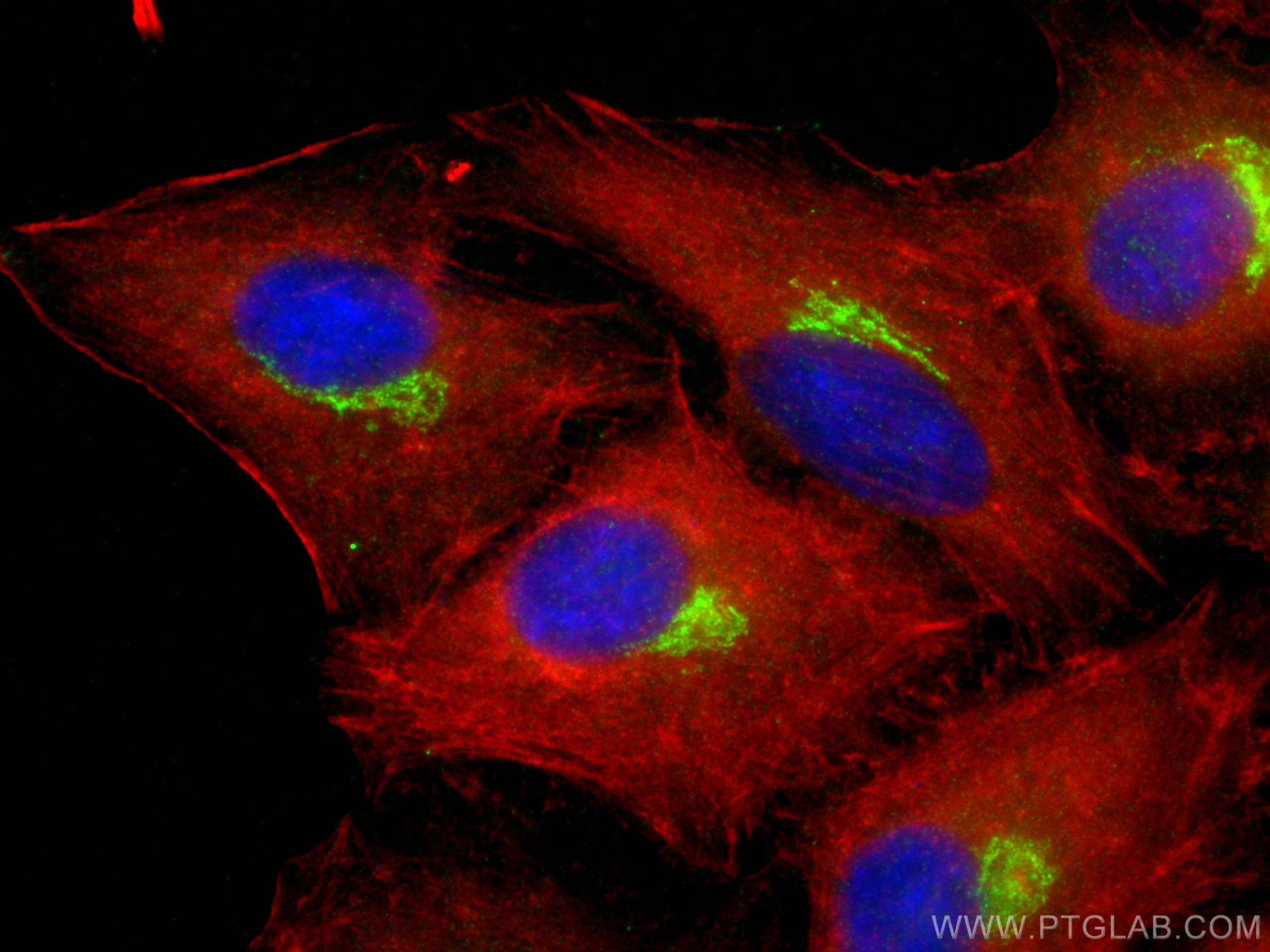 Immunofluorescence (IF) / fluorescent staining of A549 cells using B4GALT4 Polyclonal antibody (15200-1-AP)