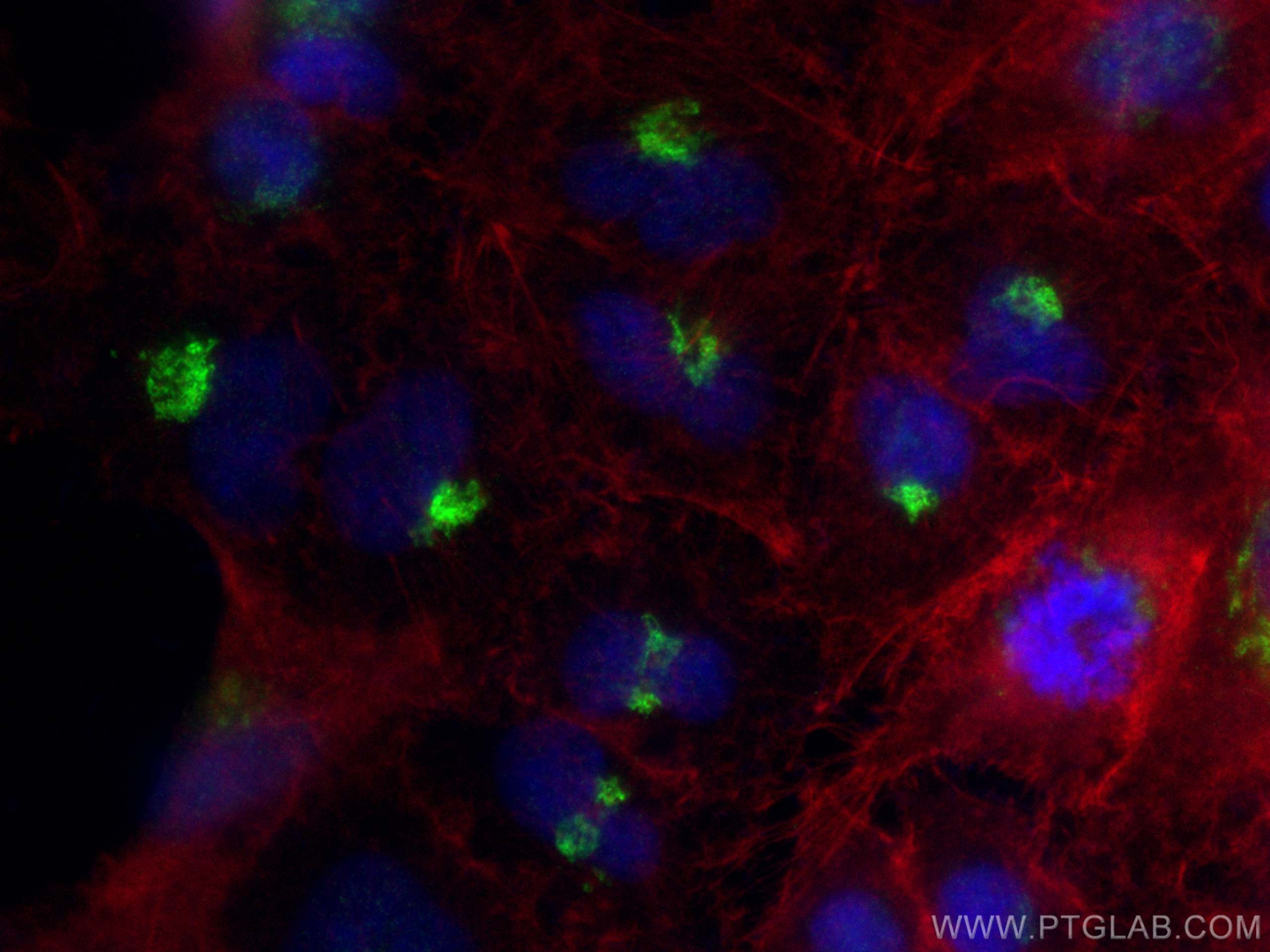 Immunofluorescence (IF) / fluorescent staining of A549 cells using B4GALT4 Polyclonal antibody (30478-1-AP)