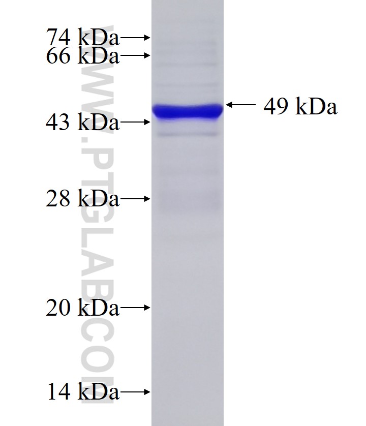 Cd86 fusion protein Ag33514 SDS-PAGE