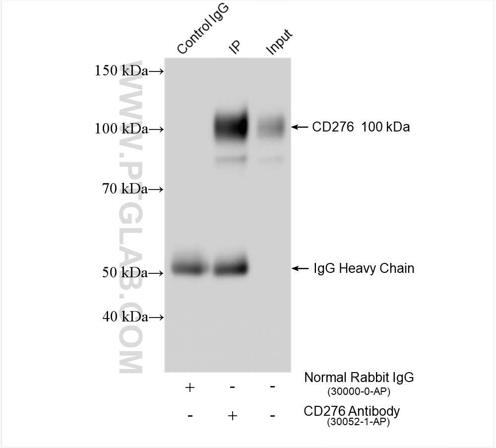 Immunoprecipitation (IP) experiment of HuH-7 cells using B7-H3/CD276 Polyclonal antibody (30052-1-AP)