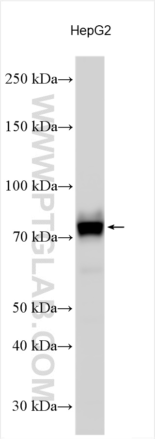 Western Blot (WB) analysis of various lysates using B7H6 Polyclonal antibody (27428-1-AP)