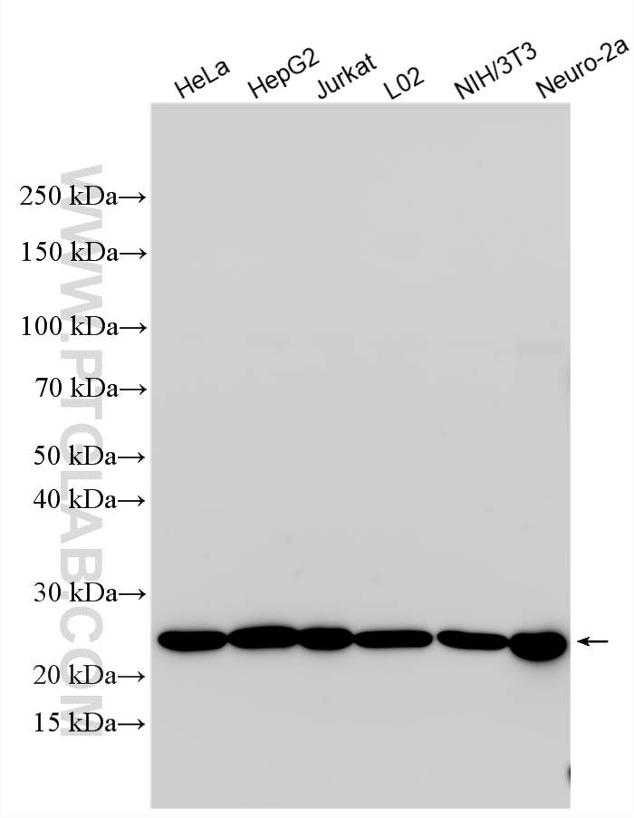 Western Blot (WB) analysis of various lysates using BAD Polyclonal antibody (10435-1-AP)