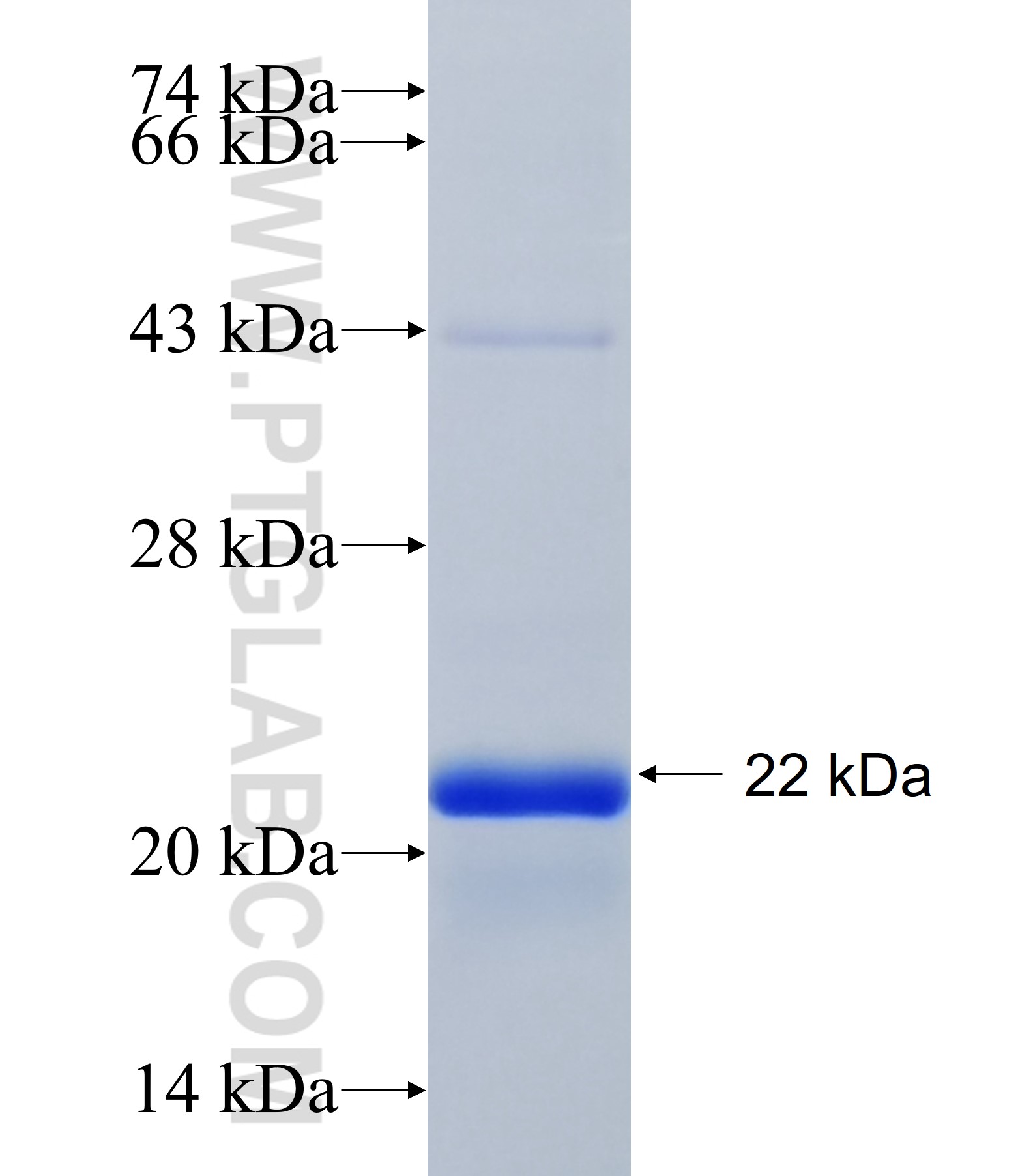 BAD fusion protein Ag34365 SDS-PAGE