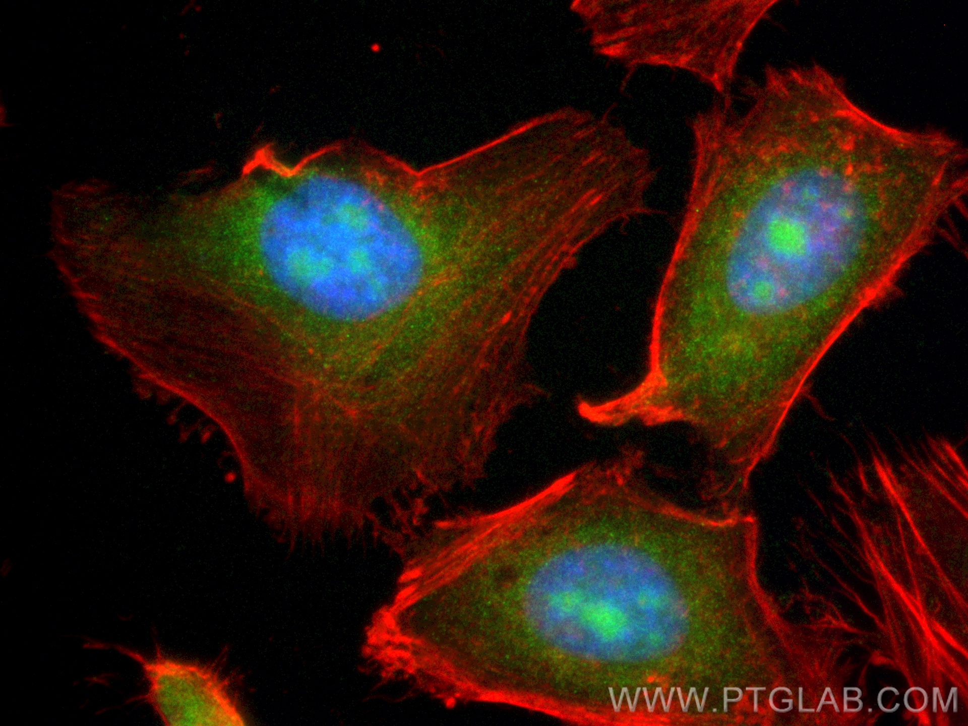 Immunofluorescence (IF) / fluorescent staining of HeLa cells using CoraLite® Plus 488-conjugated BAG1 Polyclonal anti (CL488-19064)
