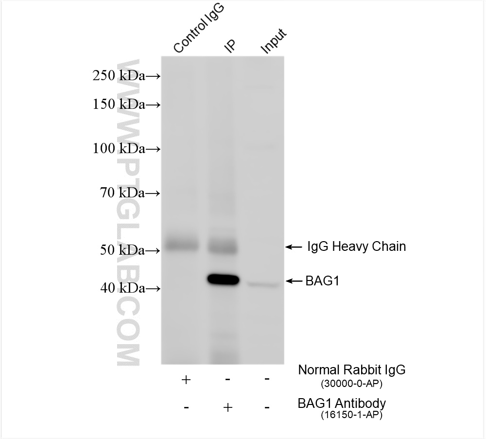 Immunoprecipitation (IP) experiment of Jurkat cells using BAG1S/1M/1L Polyclonal antibody (16150-1-AP)